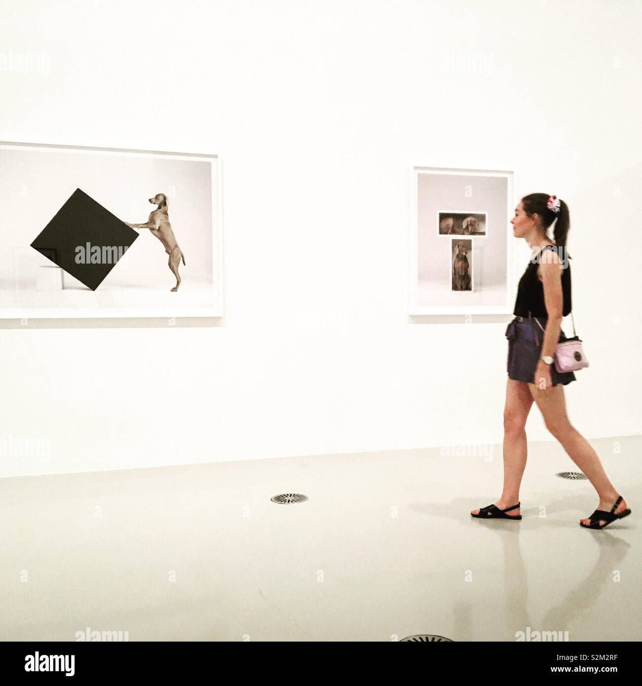 Girl looking at William Wegman photographs in art gallery - Smartphone Captured Stock Image