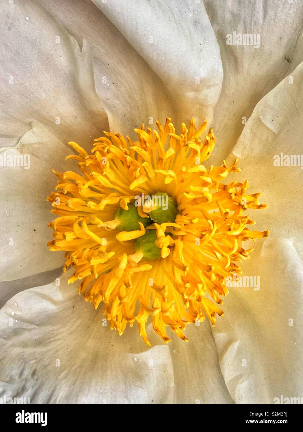 White flower with yellow center hi-res stock photography and images - Alamy