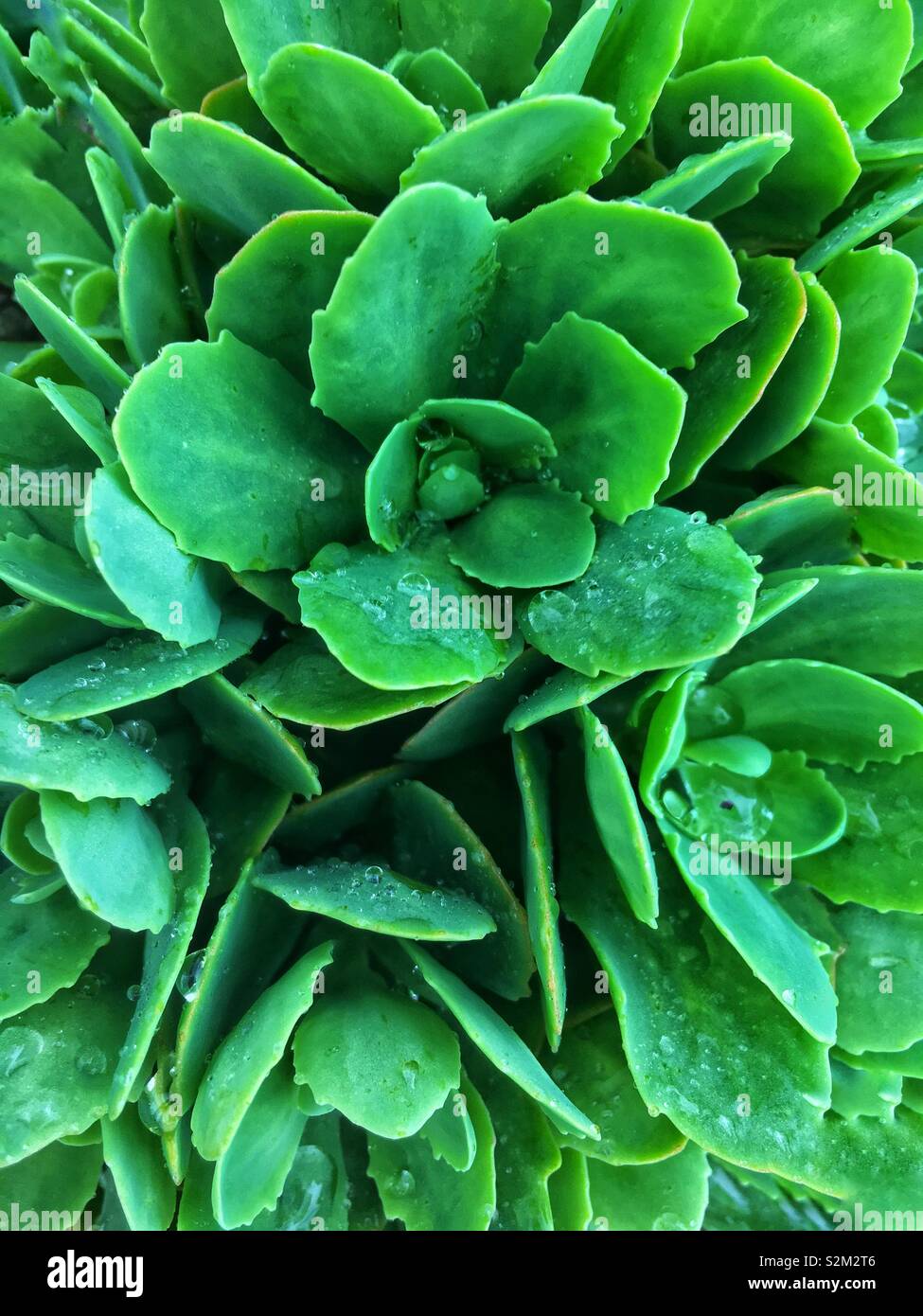 Full frame closeup of a perfect lush sedum stonecrop common garden plant. Stock Photo