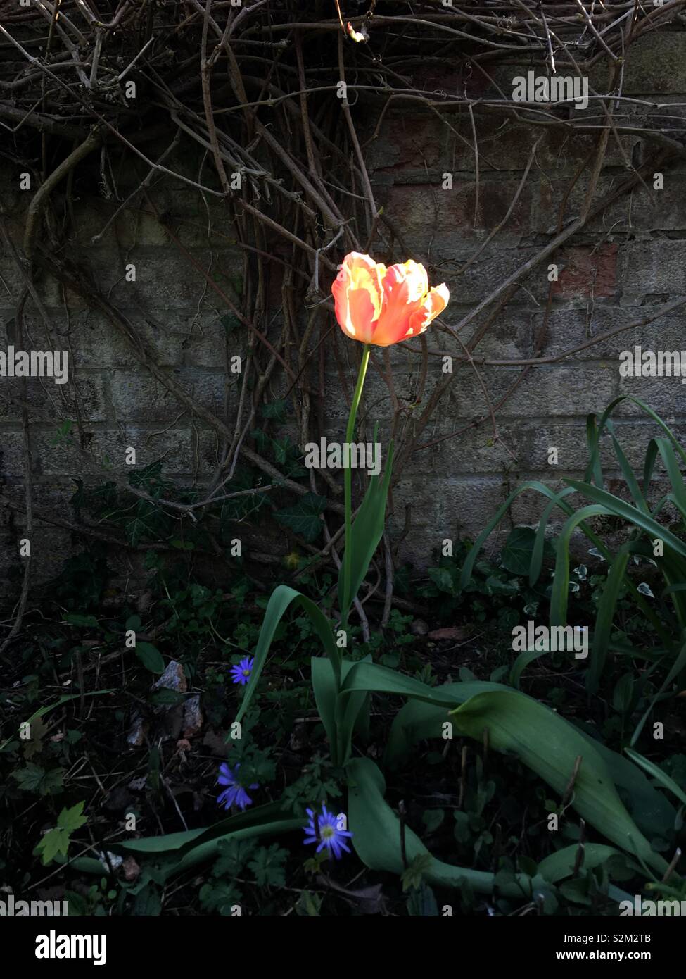 Orange tulip lit by the setting sun - Smartphone Captured Stock Image