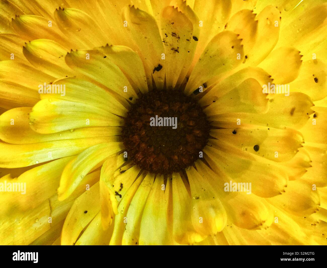 Full frame closeup of a perfect yellow daisy in full bloom. - Smartphone Captured Stock Image