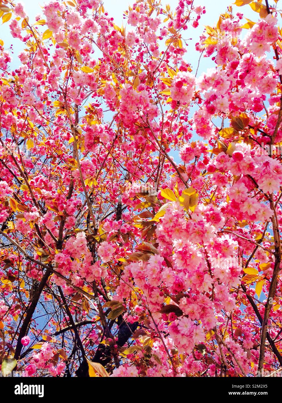 Cherry blossom - Smartphone Captured Stock Image