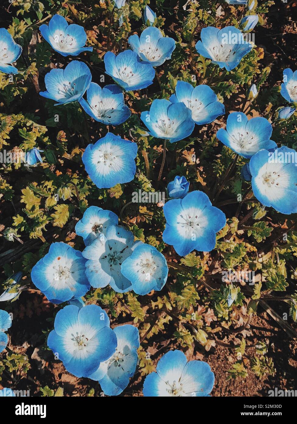 Nemophila hi-res stock photography and images - Alamy
