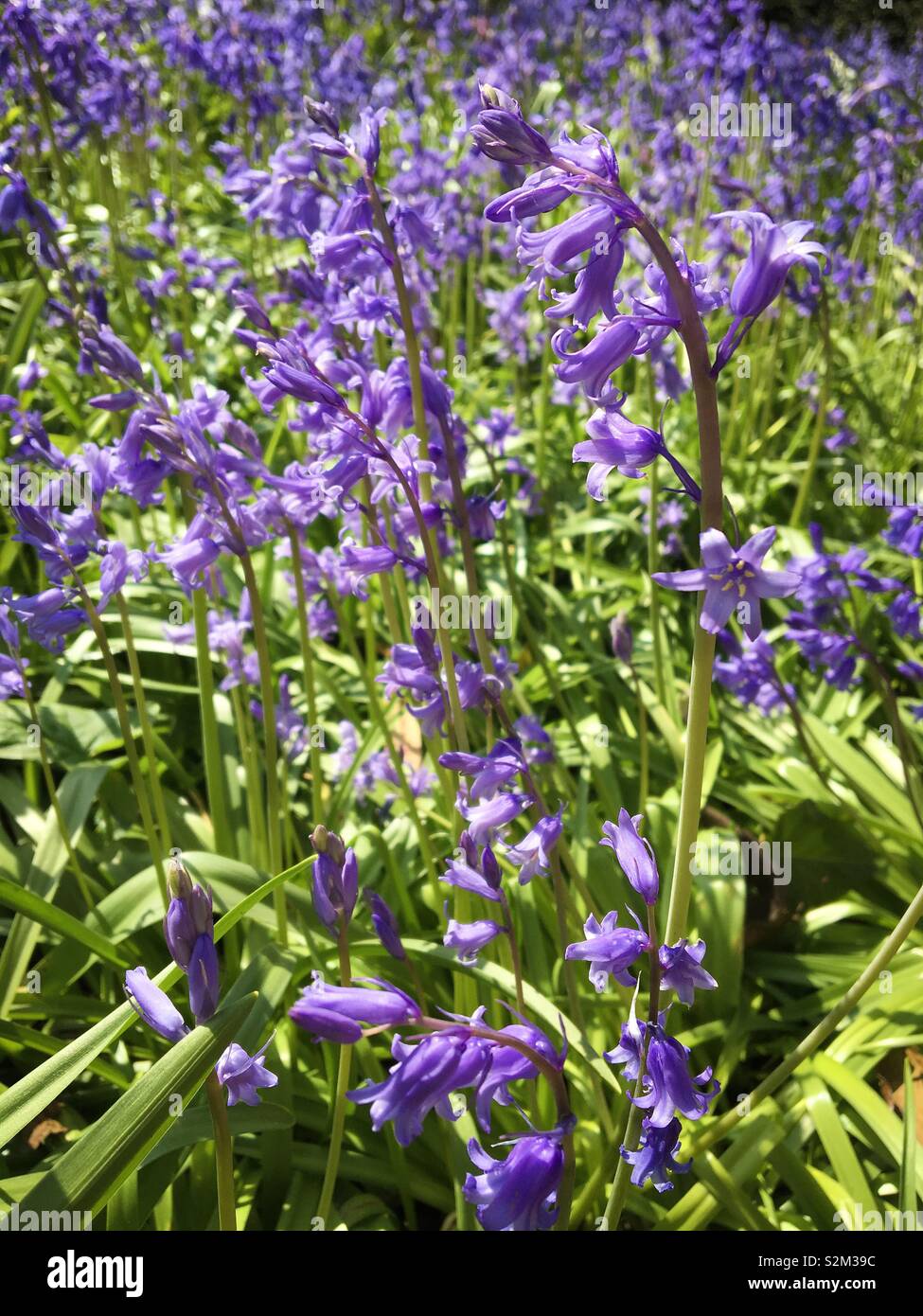 Bluebells in the spring sunshine - Smartphone Captured Stock Image