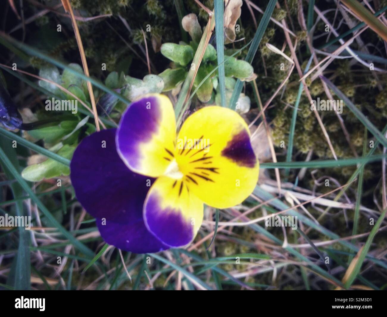 Wild pansy Stock Photo Alamy