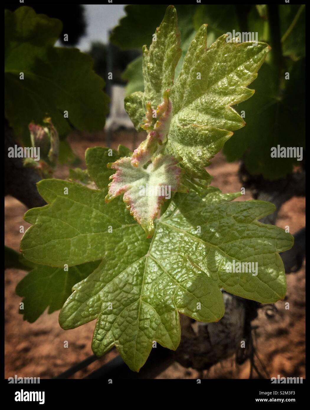 New shoots on a Syrah grapevine, Catalonia, Spain. - Smartphone Captured Stock Image