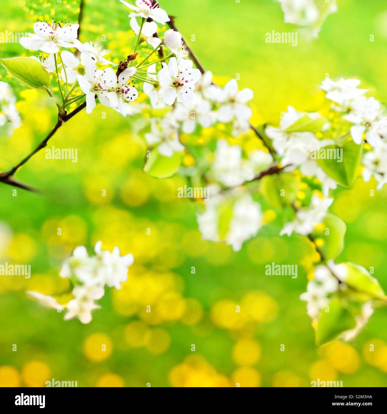 A dreamy feeling image of white flowers with a field of yellow flowers in the background Stock Photo