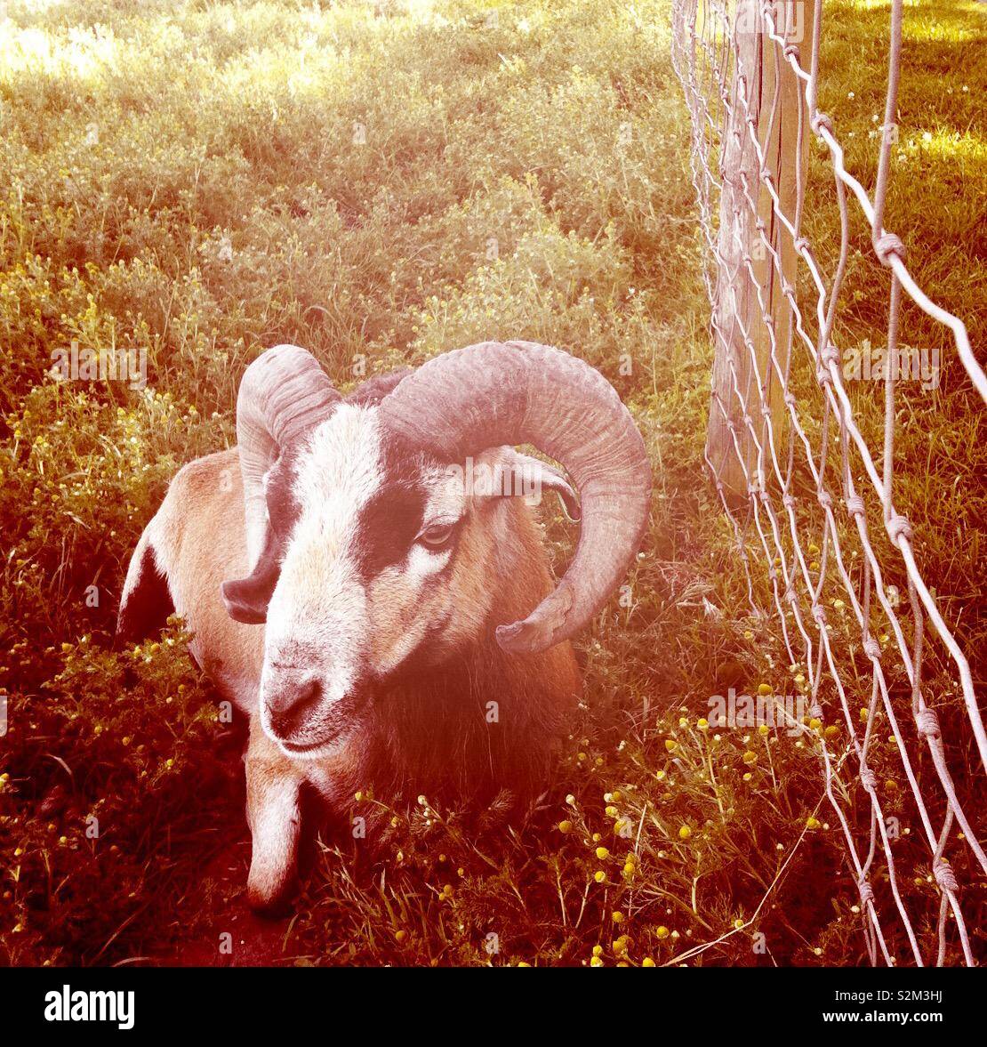 Moroccan Sheep with large thick horns - Smartphone Captured Stock Image