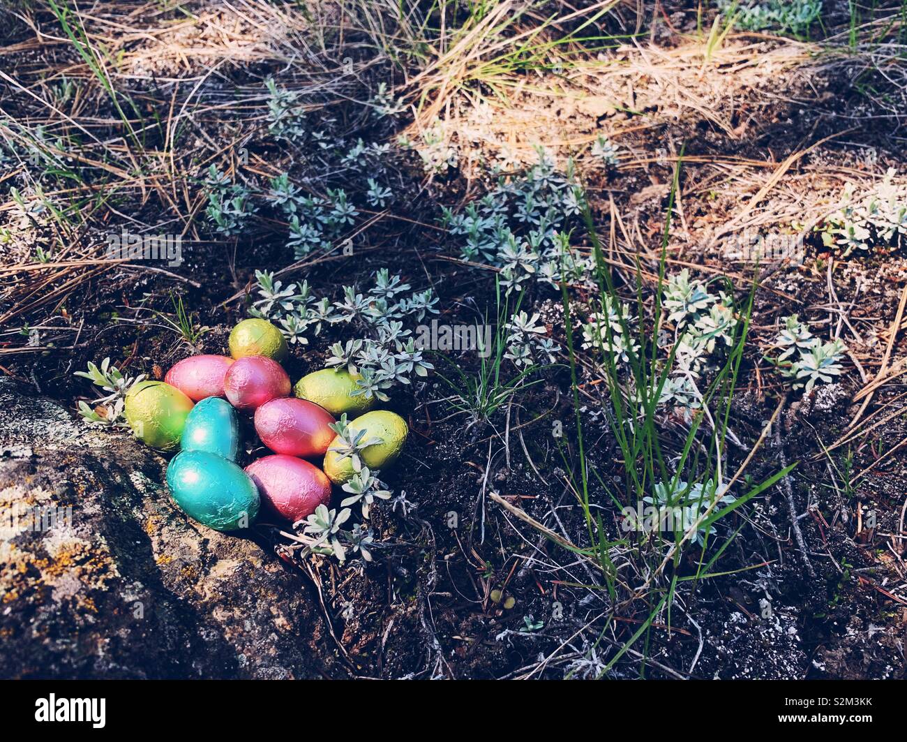 Foil wrapped chocolate Easter eggs on forest floor outdoors on a sunny spring day. - Smartphone Captured Stock Image