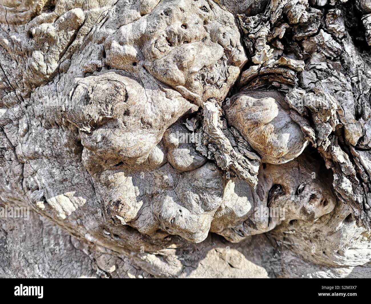 Gnarled knotty textures on tree bark, Sweden, Scandinavia - Smartphone Captured Stock Image