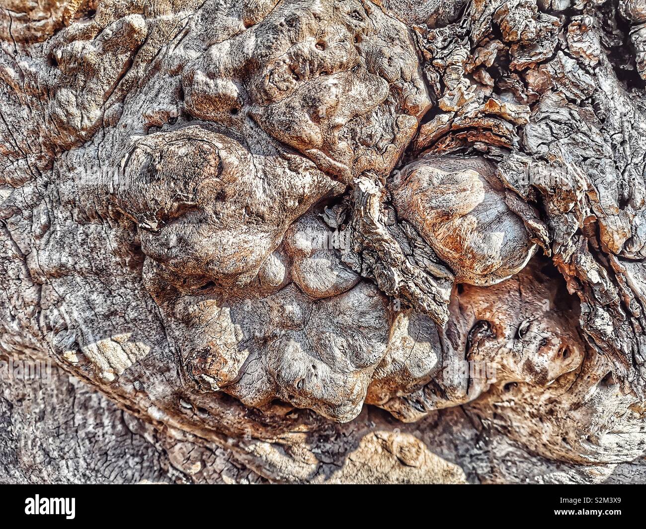 Gnarled knotty textures on tree bark, Sweden, Scandinavia - Smartphone Captured Stock Image