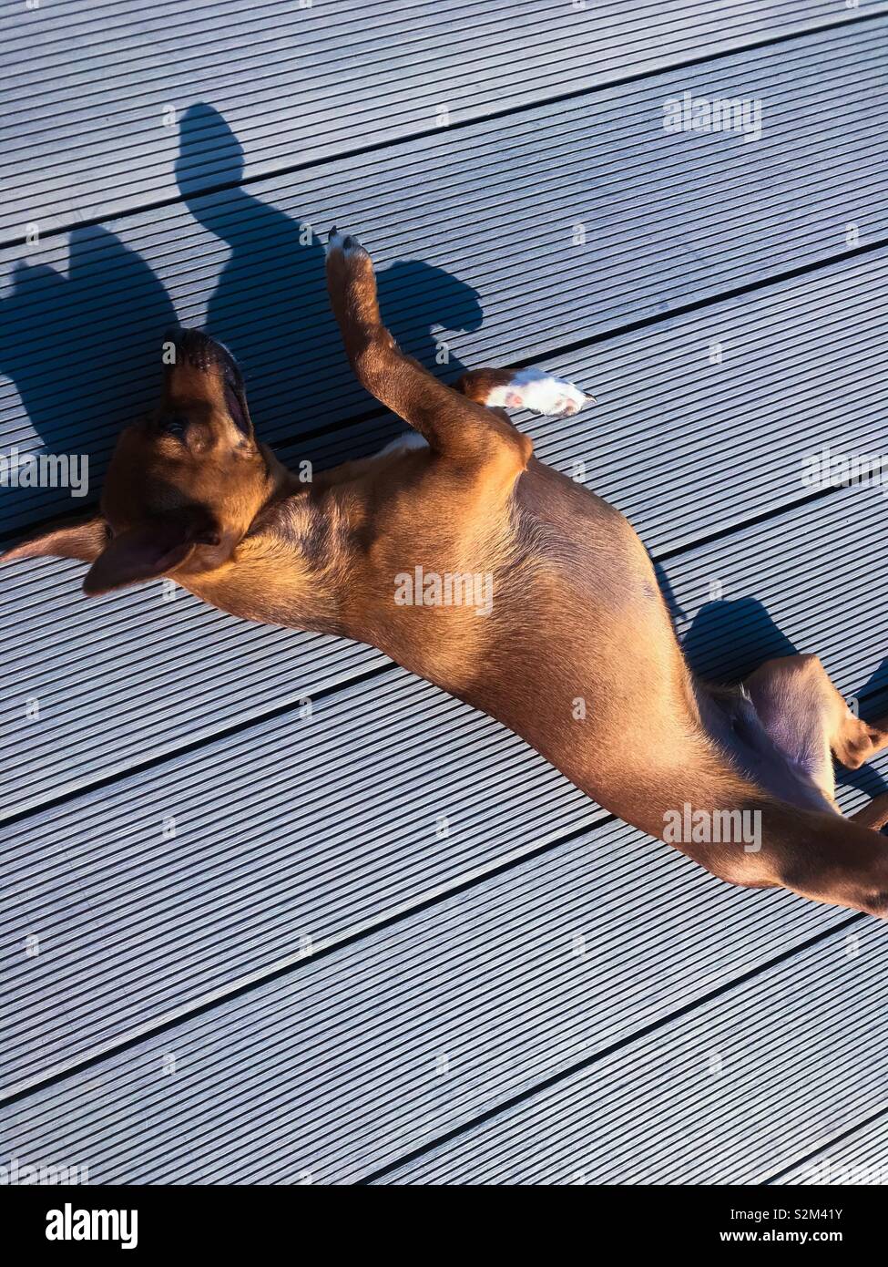 Dog lying on its back in the sun Stock Photo