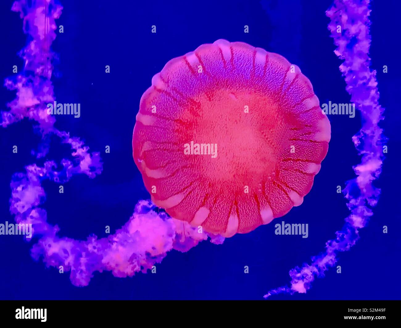 Brilliant red jellyfish with long tail in an aquarium Stock Photo