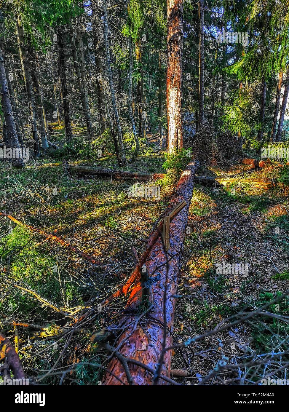 Uprooted fallen tree deep in forest amongst sunlight and shadows, Sweden, Scandinavia - Smartphone Captured Stock Image