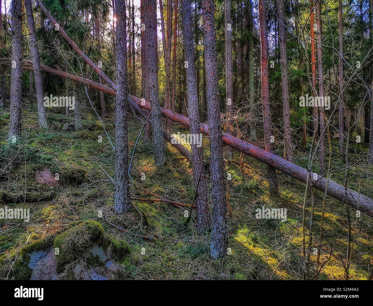 Uprooted fallen tree in forest amongst sunlight and shadows, Sweden, Scandinavia - Smartphone Captured Stock Image