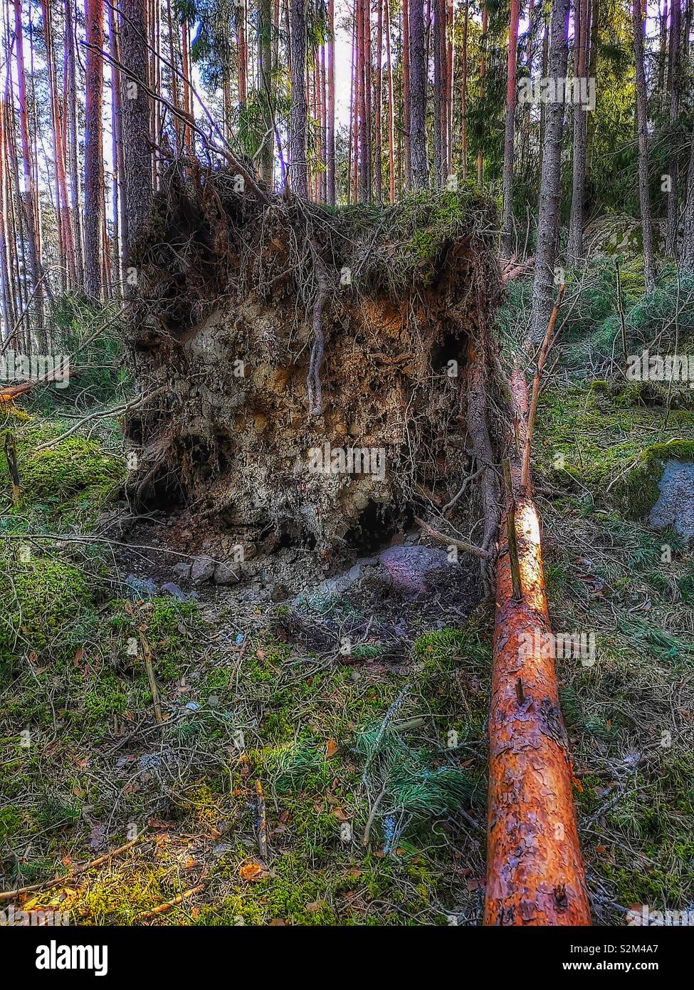 Uprooted tree Deep in forest, Sweden, Scandinavia - Smartphone Captured Stock Image