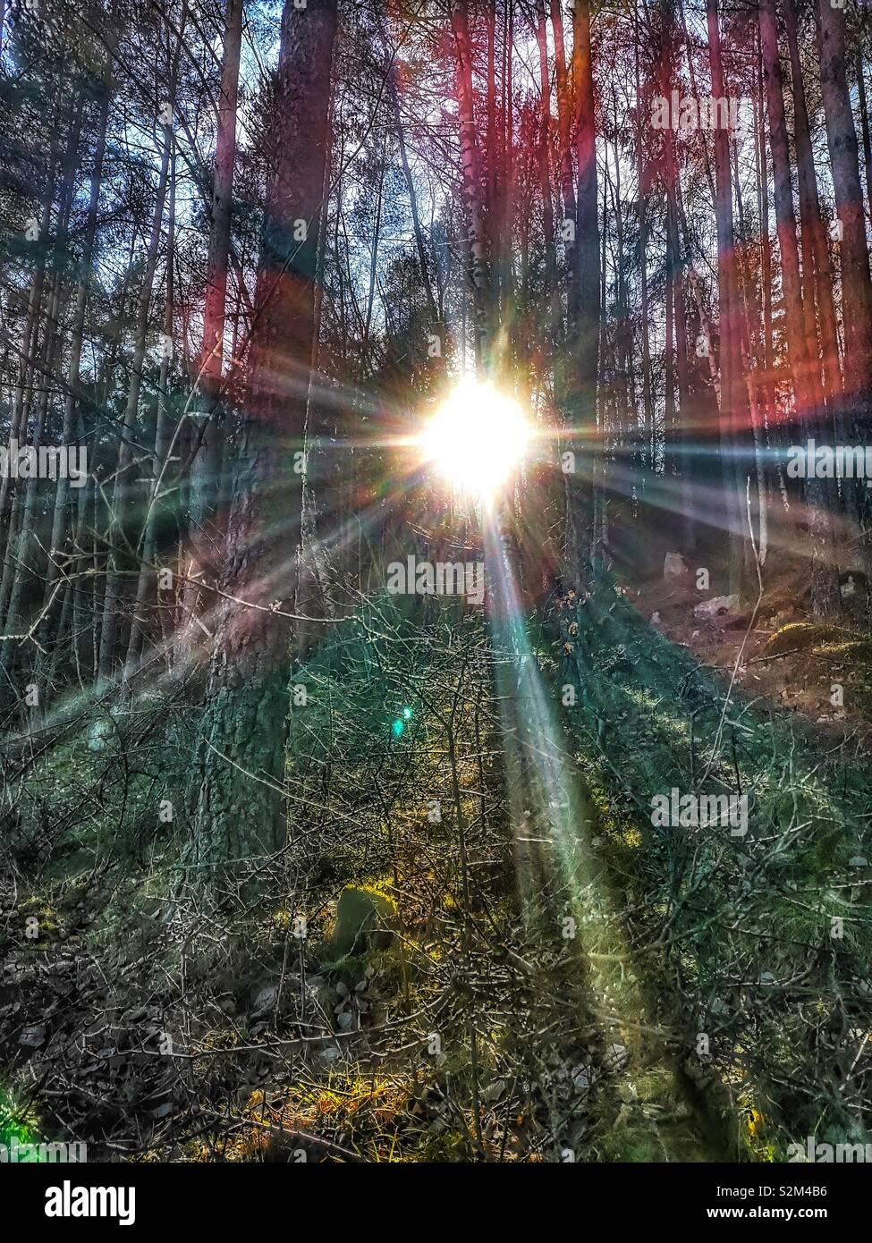 Suns rays streaming through trees deep in forest, Sweden, Scandinavia Stock Photo