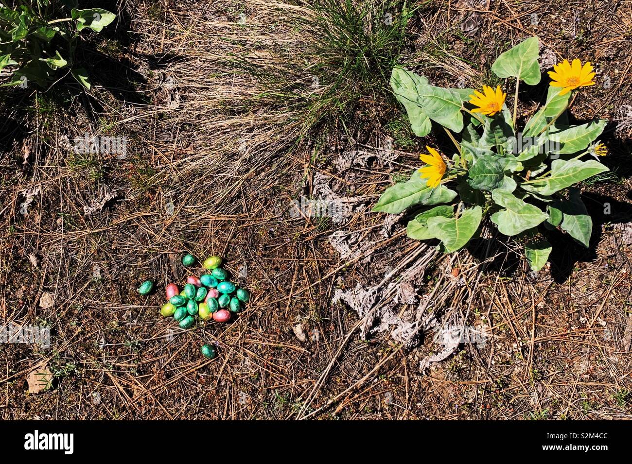 Foil wrapped chocolate Easter eggs on the ground outdoors next to yellow wildflowers on a sunny day. - Smartphone Captured Stock Image