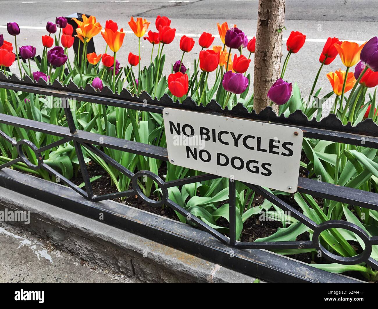 City tree pit with tulips and fence with sign no bicycles no dogs Stock Photo