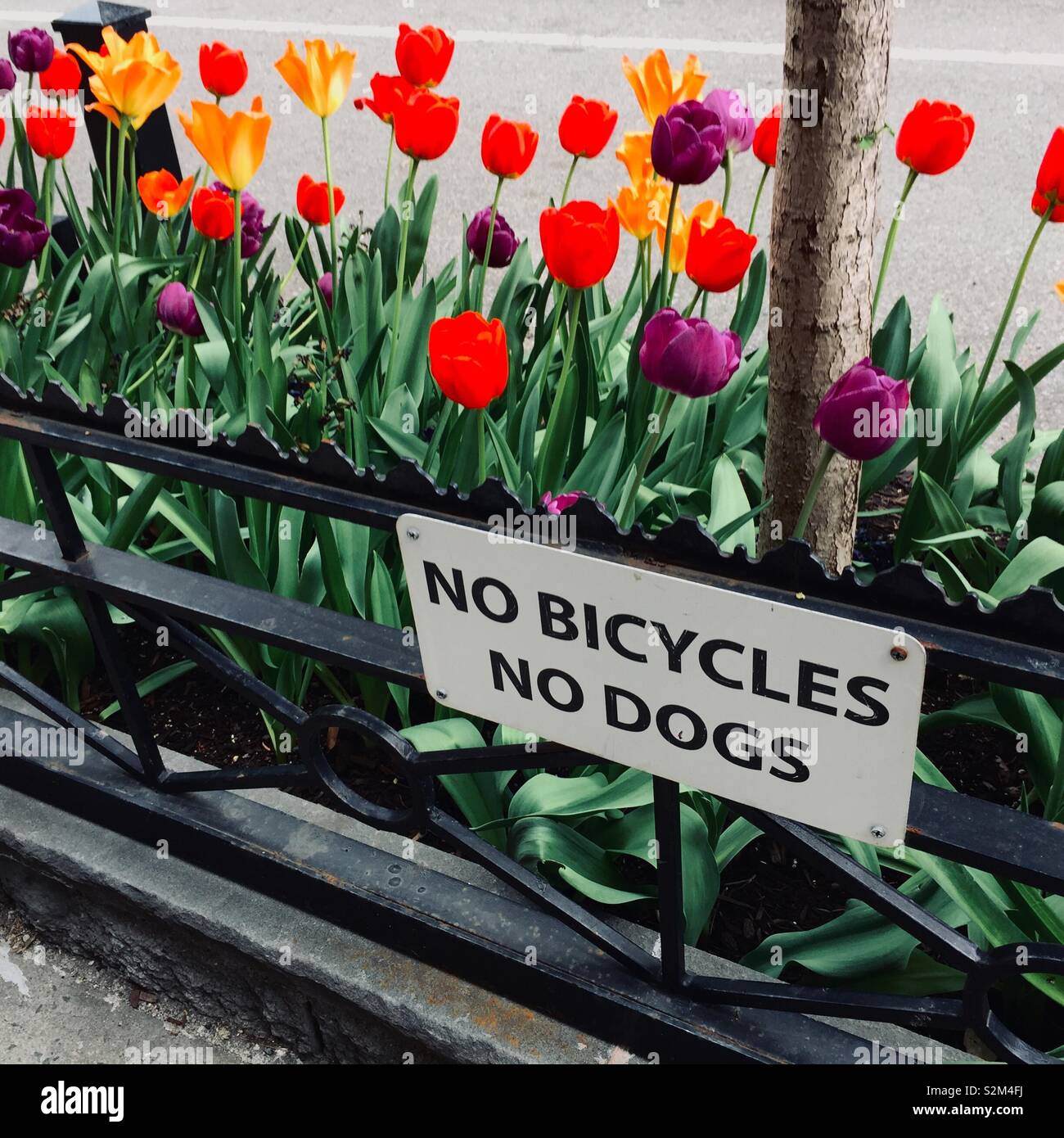 City tree pit with tulips and fencing with sign no bicycles no dogs - Smartphone Captured Stock Image