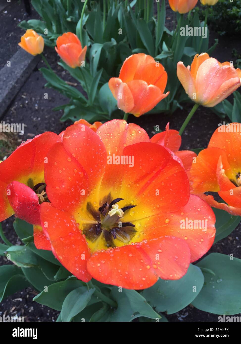 Dew drops on Radiant orange tulips, open with yellow centers and blue green leaves Stock Photo