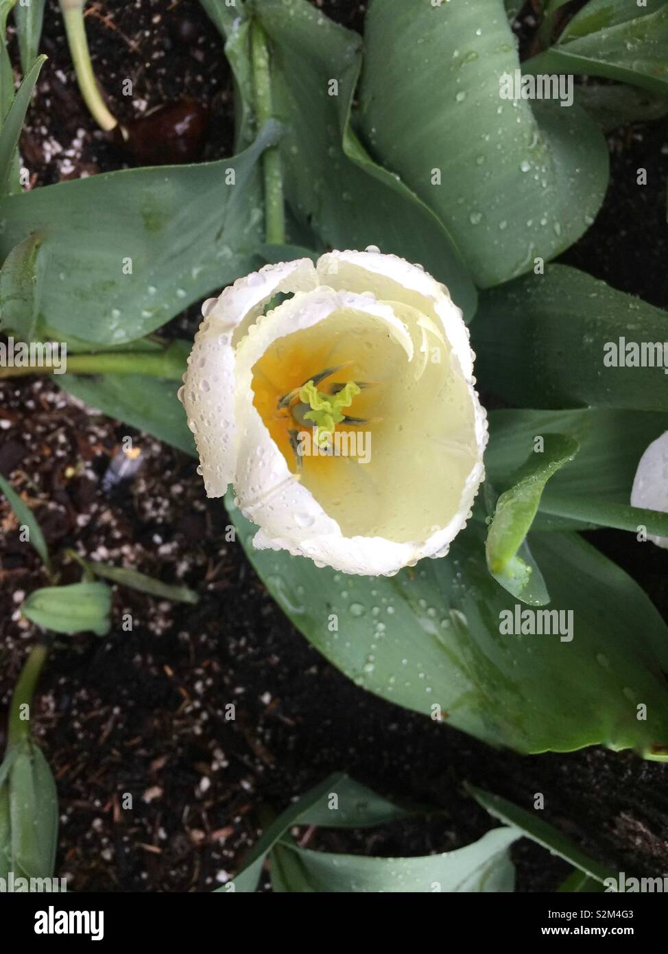 Dewdrops on an open white tulip with rounded petals and green leaves Stock Photo