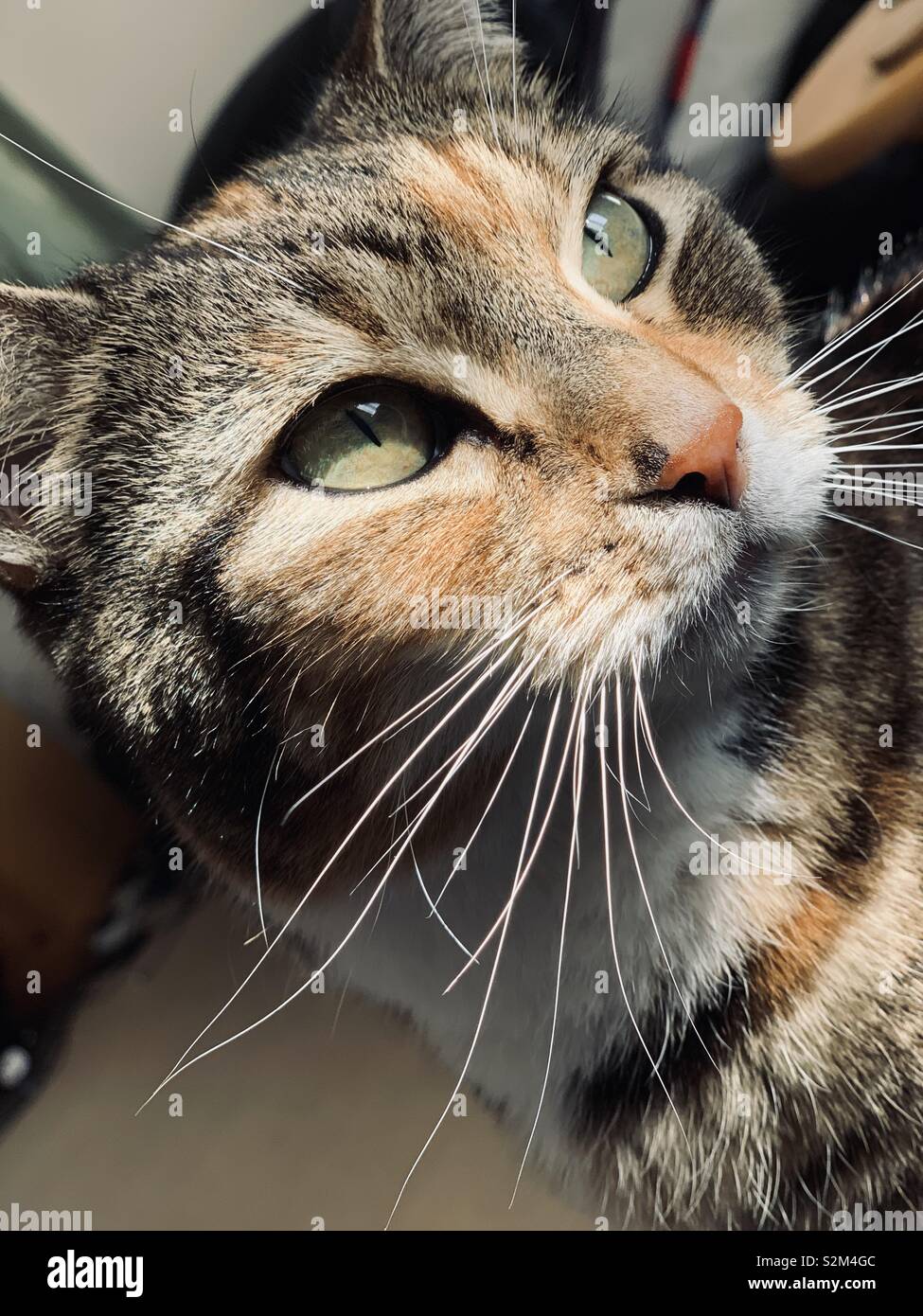 Pet tabby cat Paddy looks up. - Smartphone Captured Stock Image