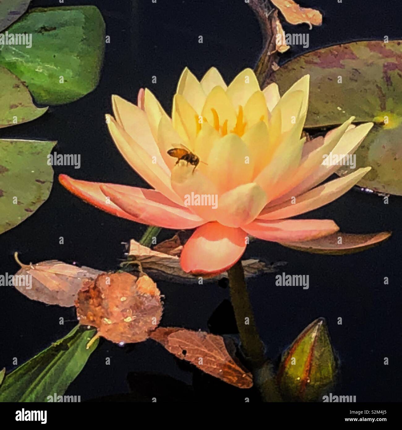 Bee on water lily Stock Photo - Alamy