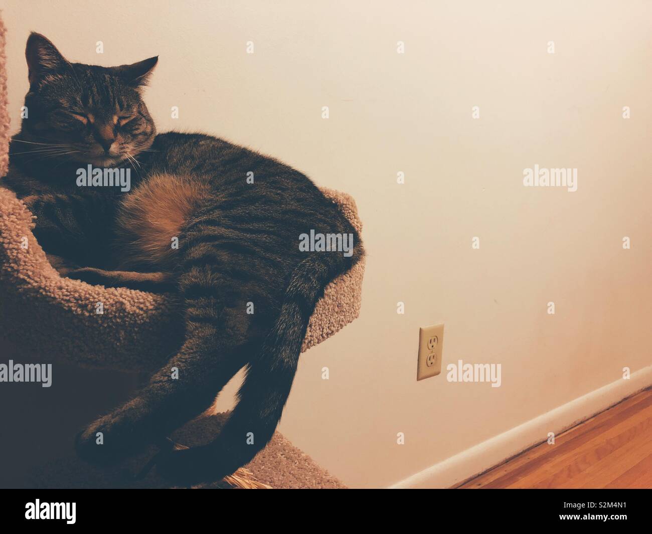 Lazy Easter Sunday - Smartphone Captured Stock Image