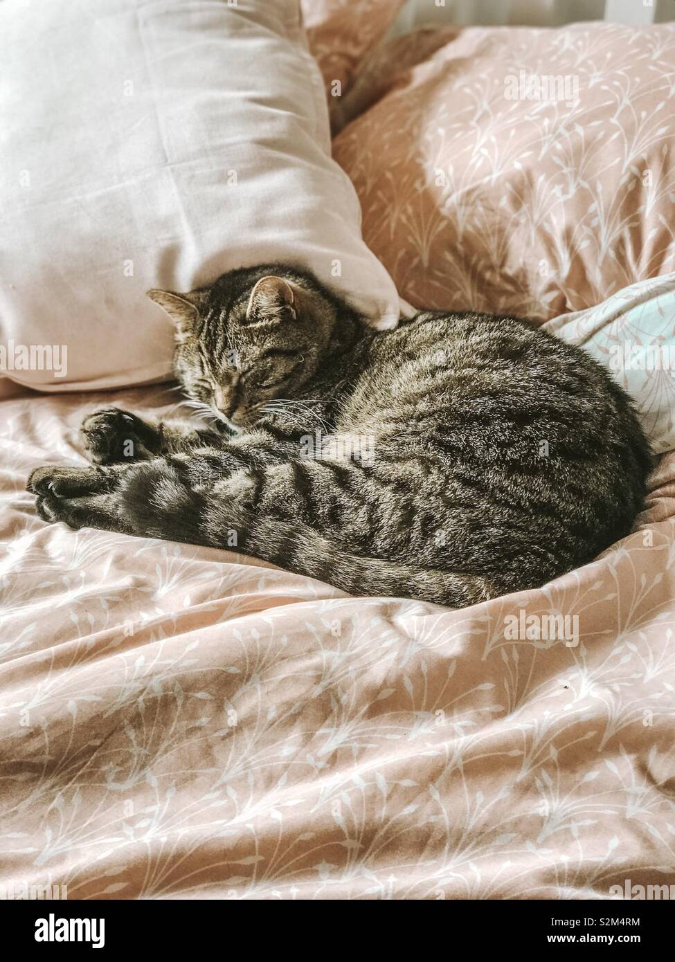 Cat asleep on a bed Stock Photo - Alamy