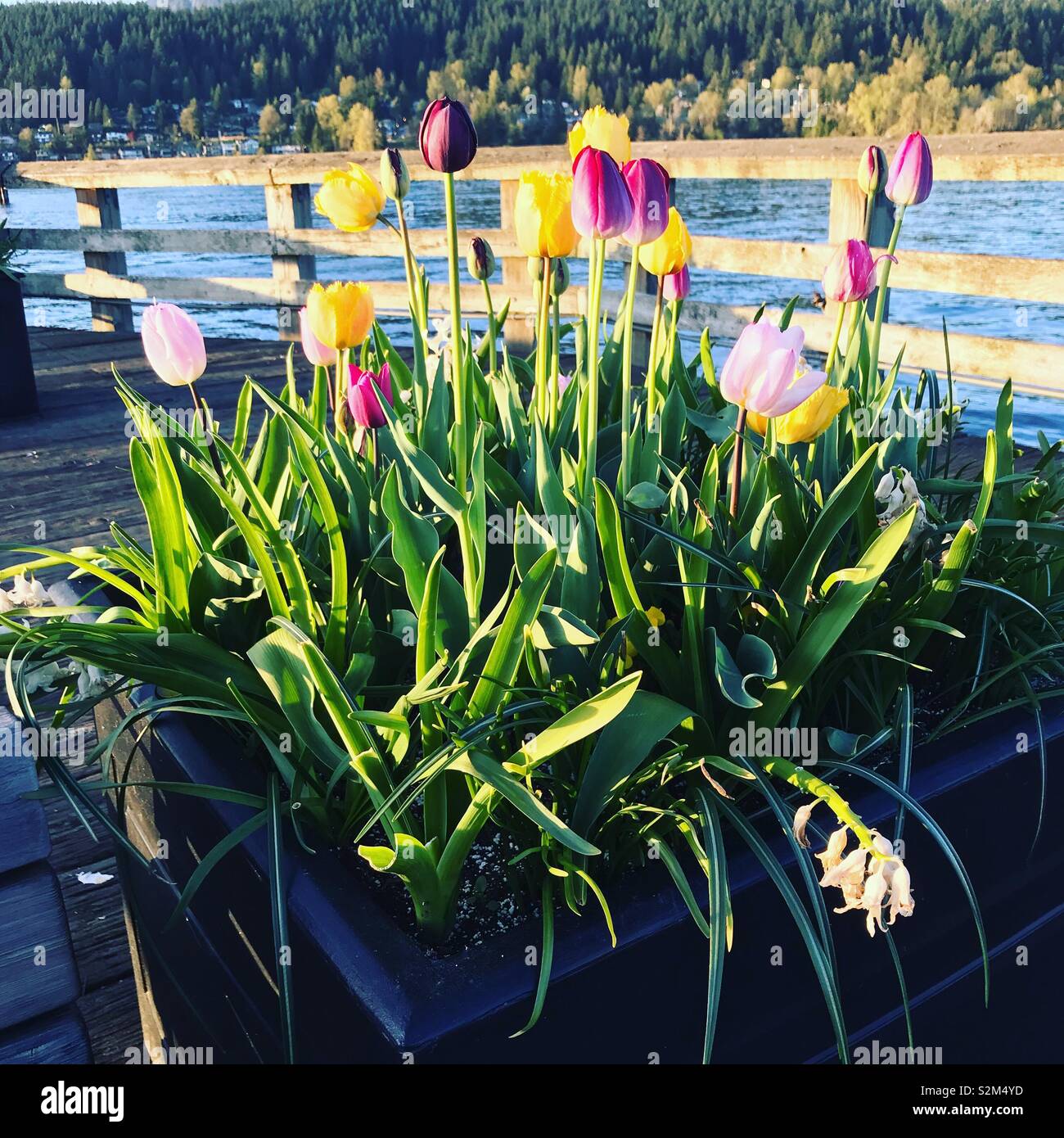 Tulips on the pier at Rocky Point Park in Port Moody, BC, Canada. Stock Photo