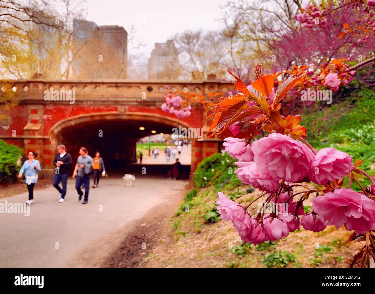 Tourists enjoying the blooming cherry trees near driprock arch in Central Park, NYC, USA - Smartphone Captured Stock Image