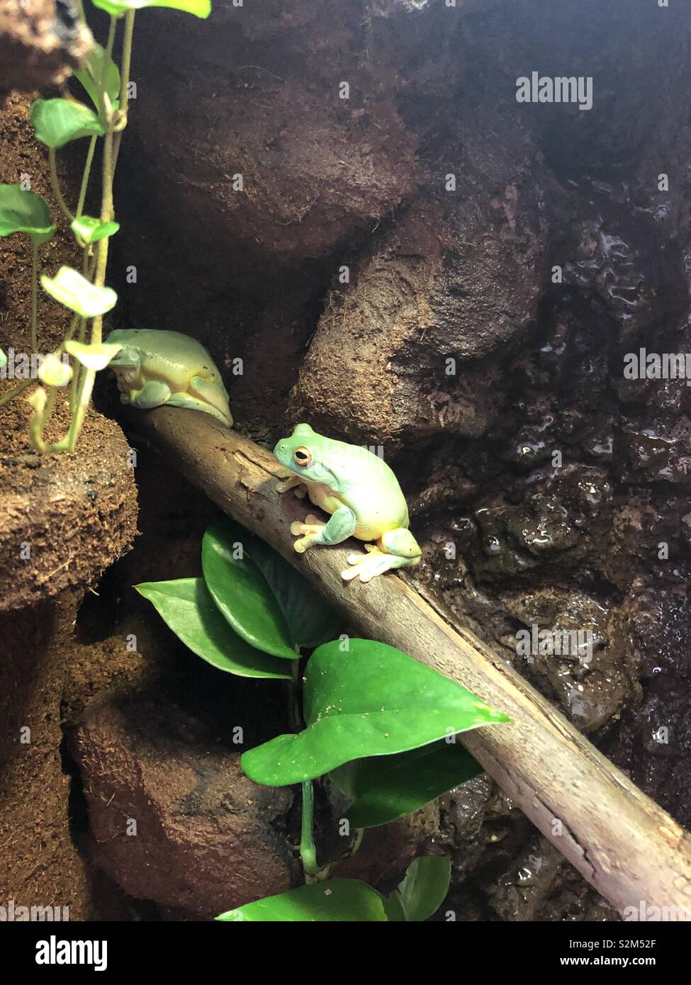 It’s easy being a green frog - Smartphone Captured Stock Image