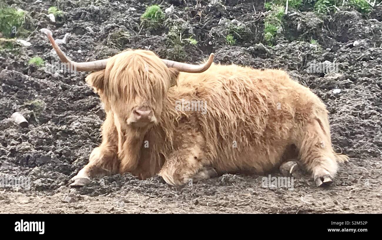 Highland cow in Scotland - Smartphone Captured Stock Image