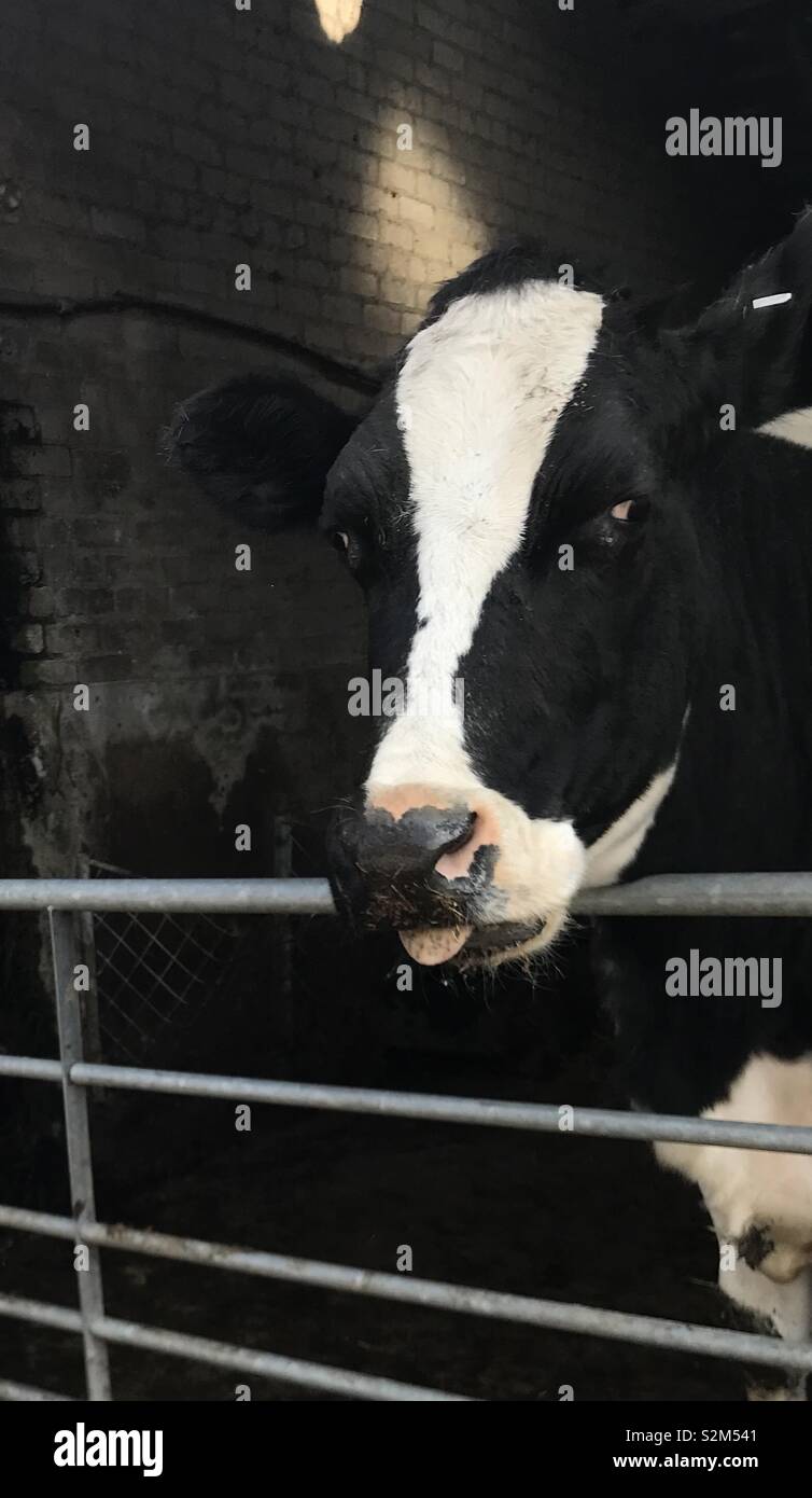 Cheeky cow Stock Photo