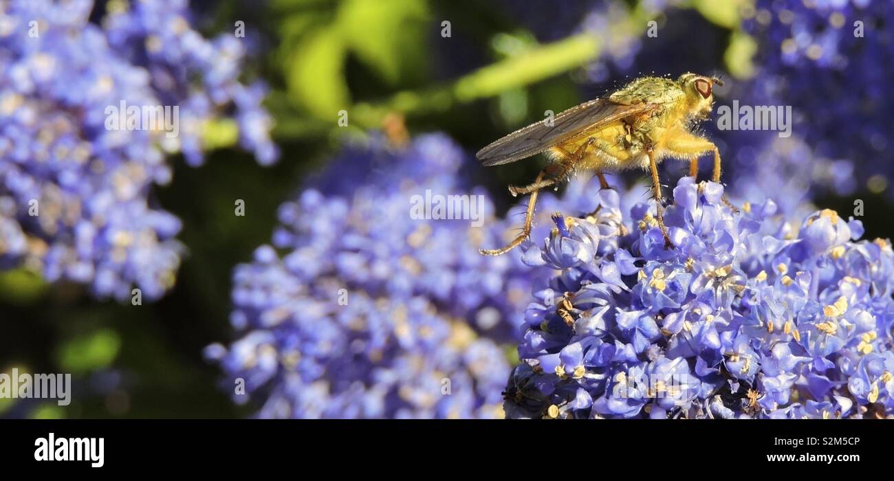 Hoverfly resting on Ceanothus flowers Stock Photo