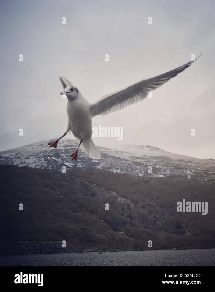 National Bird Of Wales High Resolution Stock Photography and Images - Alamy