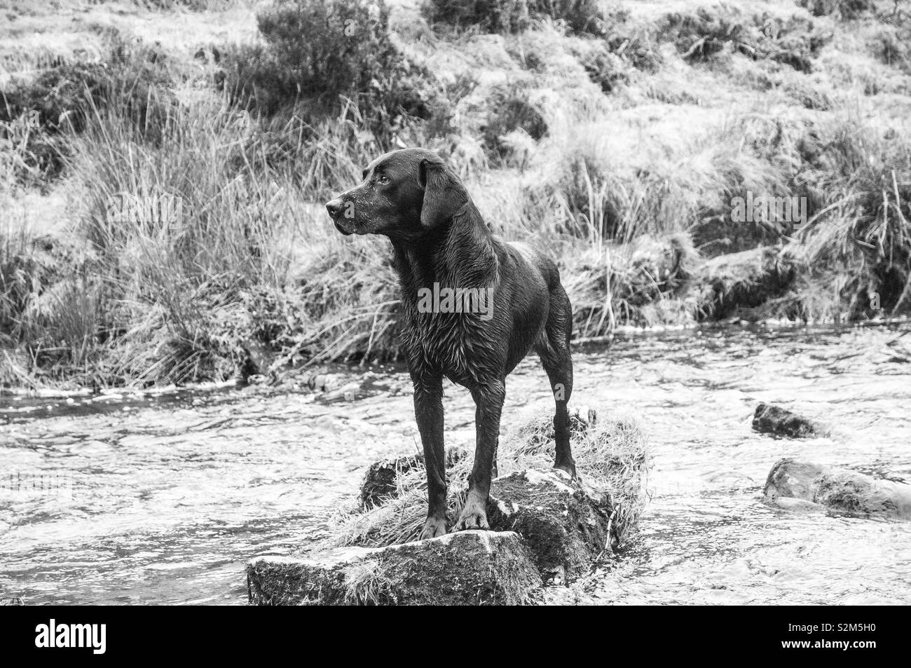 Wet Black Labrador standing on a rock in a river Stock Photo