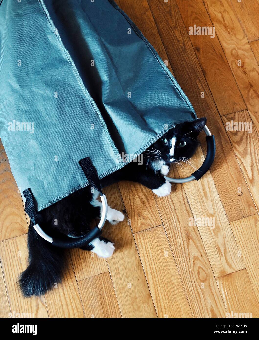 Cat hiding in laundry bag on wooden floor Stock Photo