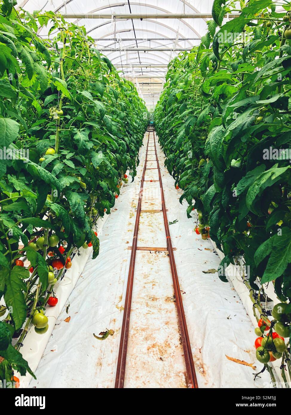 Rows of tomato plants growing in a large greenhouse - Smartphone Captured Stock Image