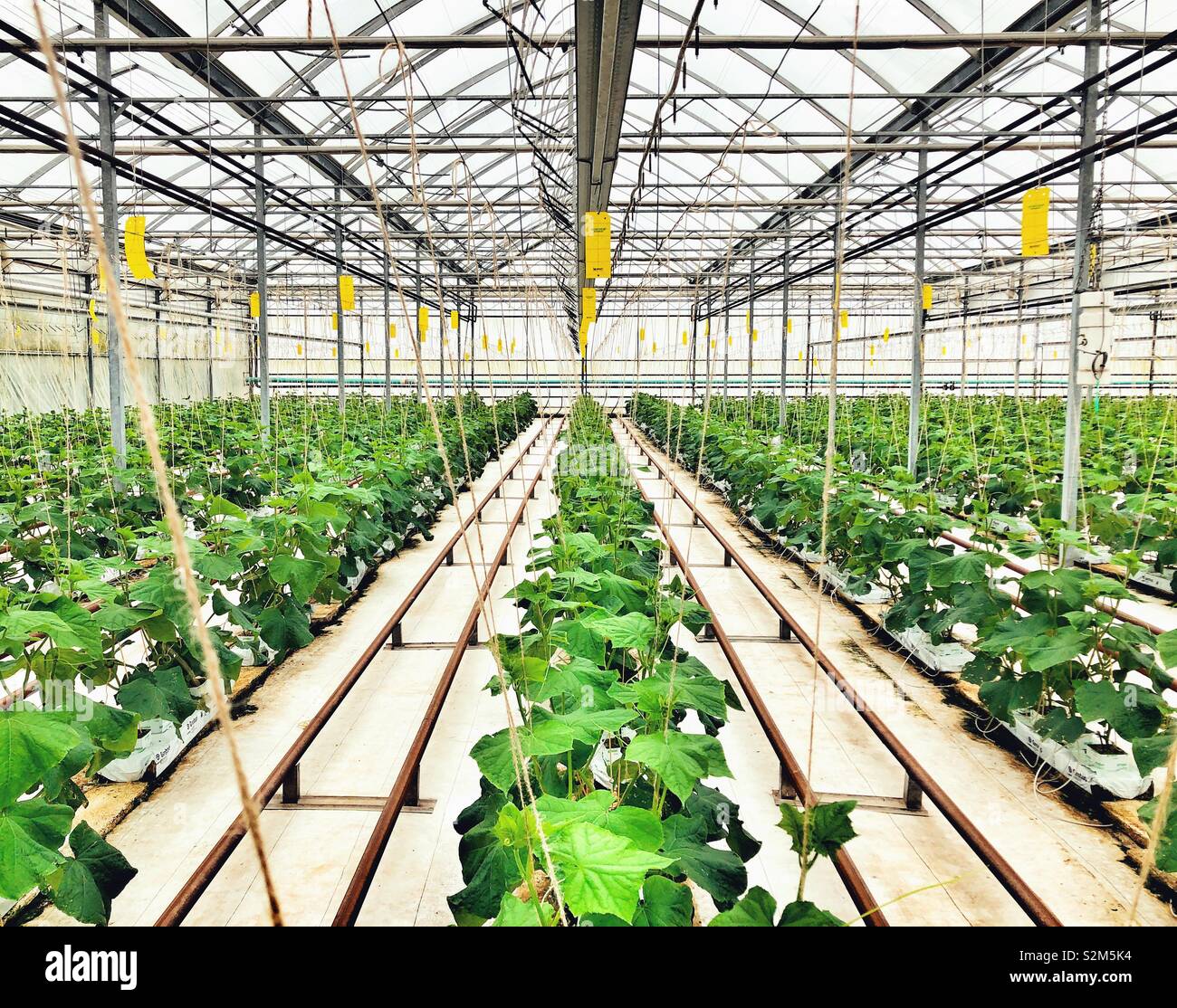Rows of cucumbers growing in a greenhouse - Smartphone Captured Stock Image