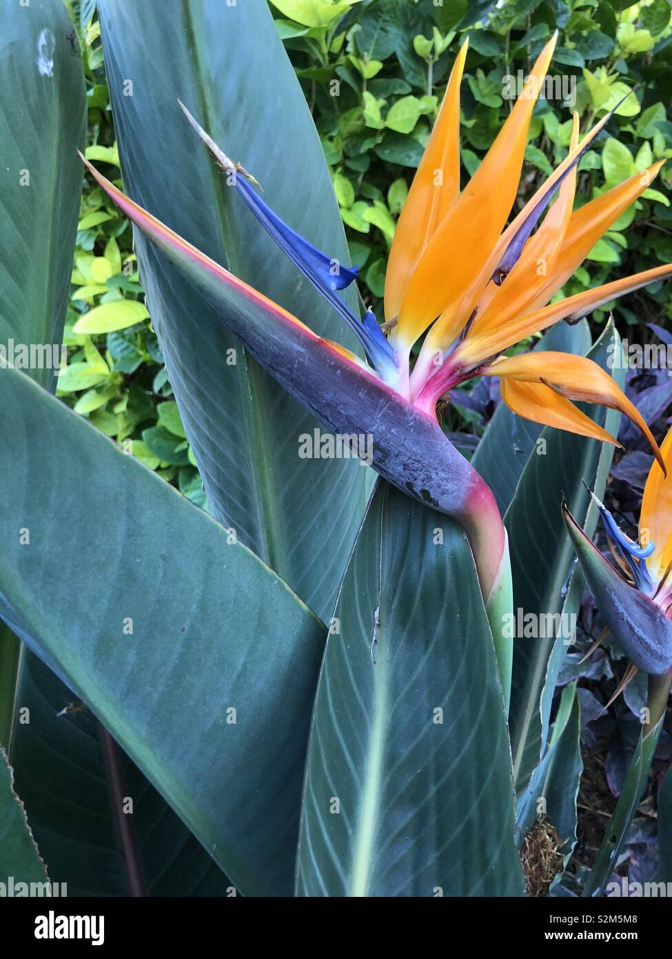 Bird of paradise flower Stock Photo Alamy