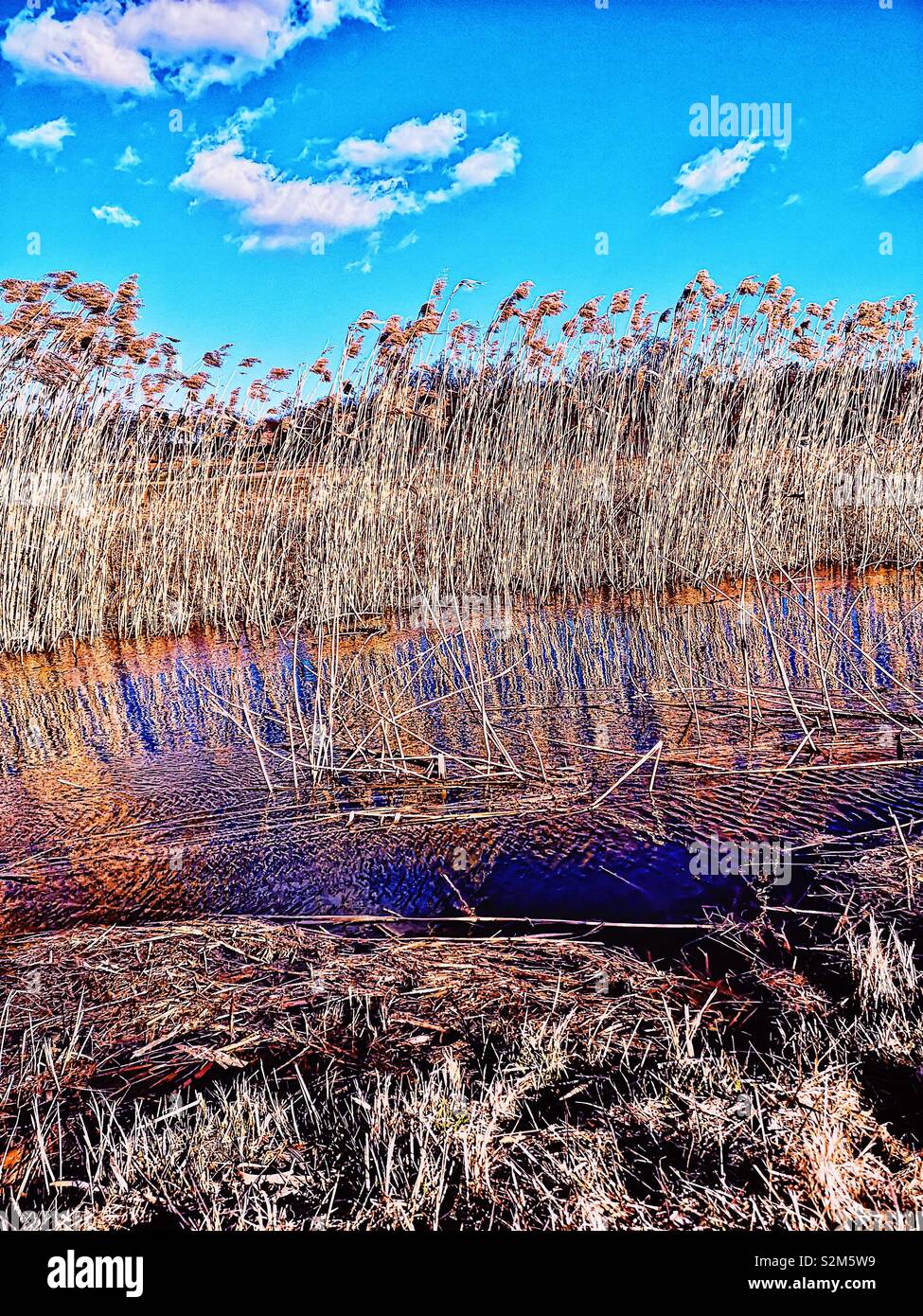 Reeds growing in stream, Sweden, Scandinavia - Smartphone Captured Stock Image