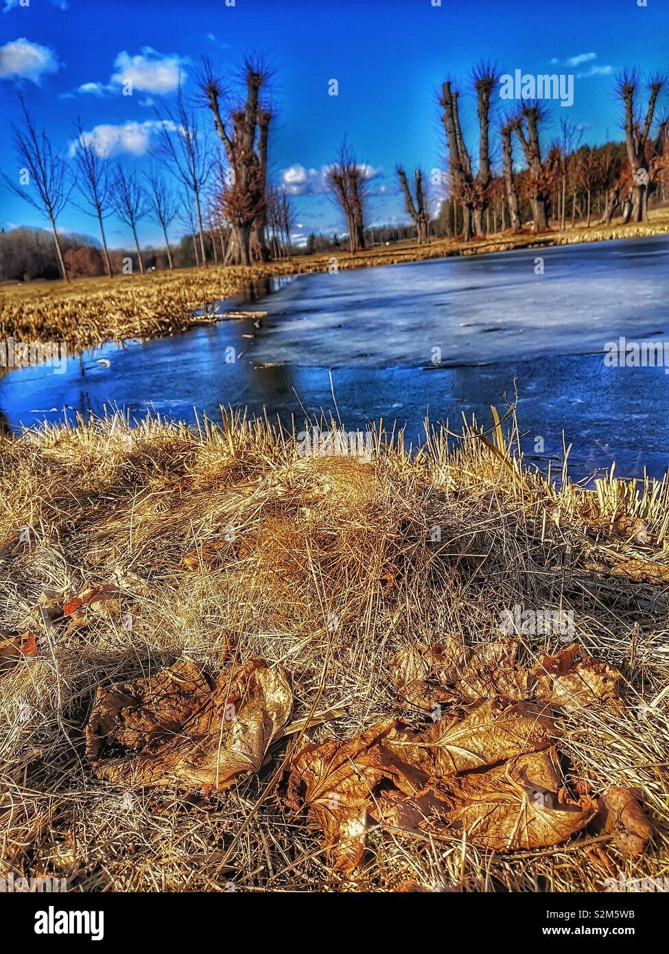 Leaves and grass by frozen lake with pollarded trees in background, Sweden. Pollarding is a pruning system involving the removal of upper branches of a tree, promoting a dense head  and branches - Smartphone Captured Stock Image