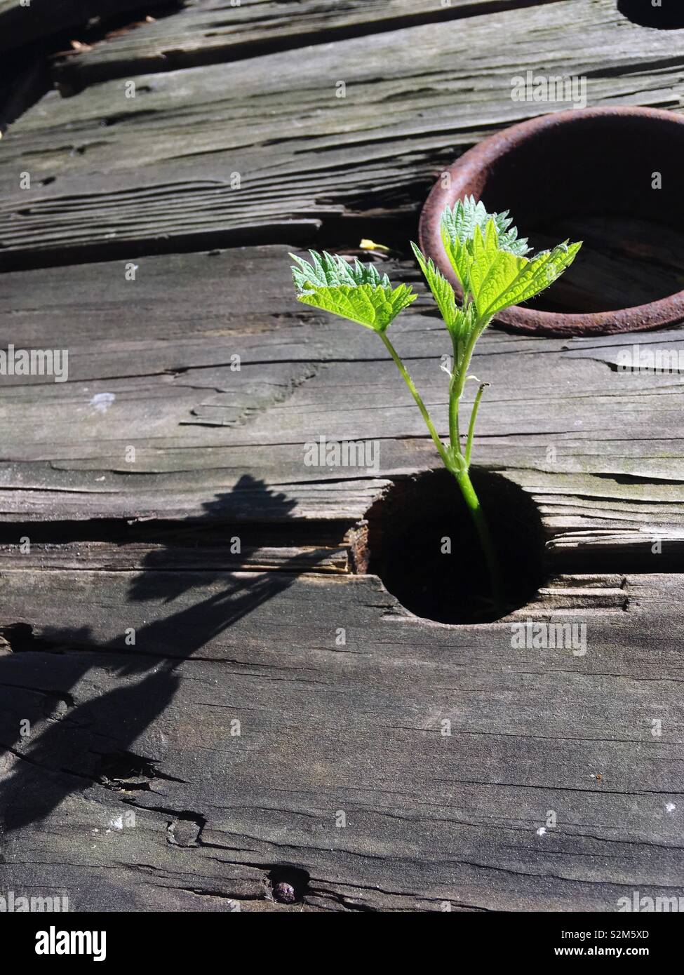 A small stinging nettle growing from weathered wood - Smartphone Captured Stock Image