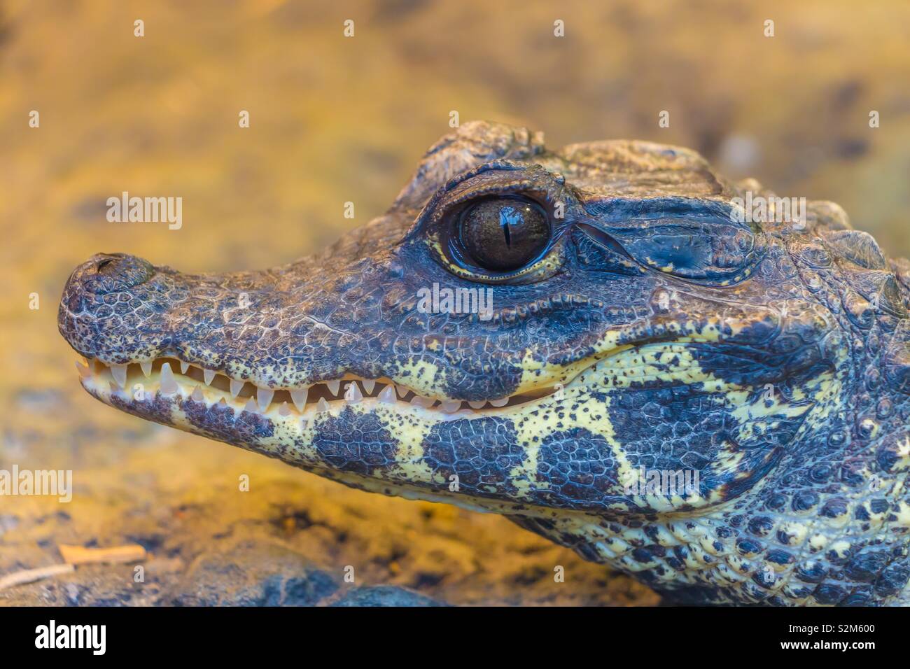 Close up crocodile face Stock Photo