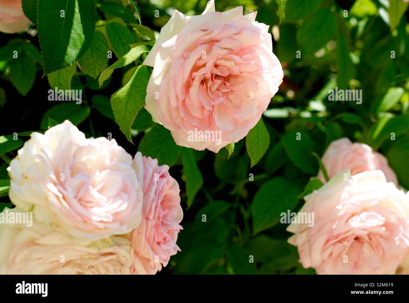 Pink roses in the summer sun Stock Photo Alamy