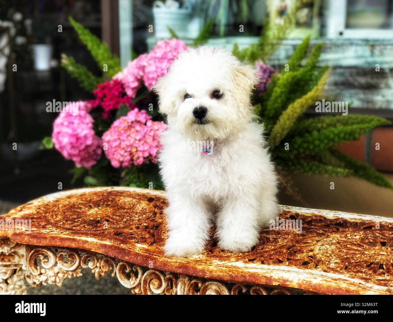 Furry White Puppy Dog Sitting On A Rusted White Ornate Bench With Hydrangea Flowers And Others In Background Stock Photo Alamy