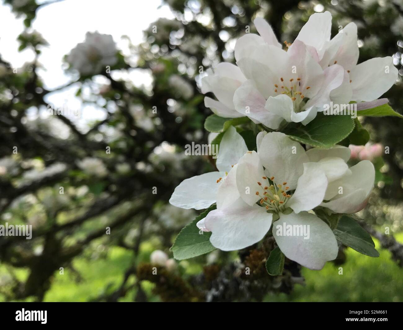 Close up of white flower, with faded branches in background. Stock Photo