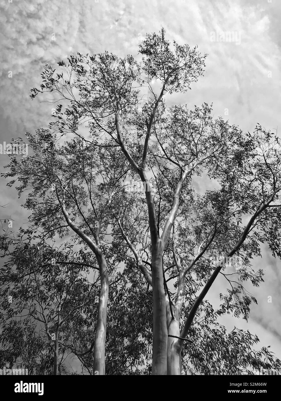 Black and white large tree hi-res stock photography and images - Alamy